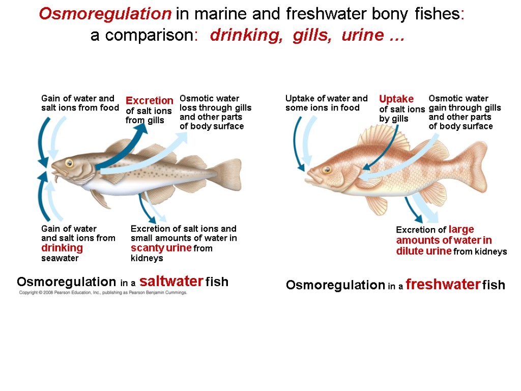 Osmoregulation in marine and freshwater bony fishes: a comparison: drinking, gills, urine … Excretion